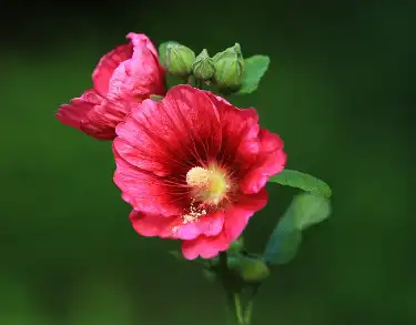 Althaea Extract Althaea Extract