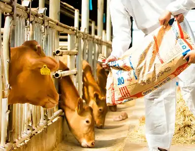 2,4-Hexadienoic Acid 2,4-Hexadienoic Acid