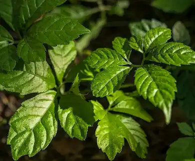 Gynostemma Saponin