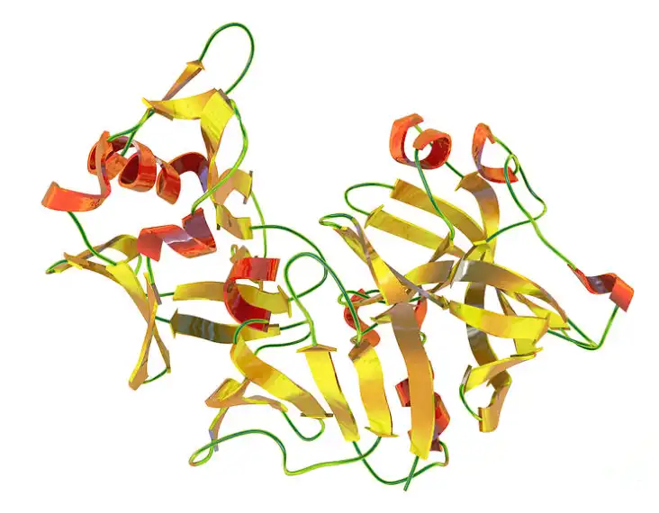 Pepsin Powder Pepsin Powder