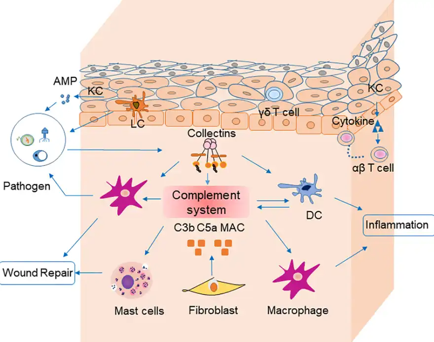Tocopheryl Acetate Powder Tocopheryl Acetate Powder