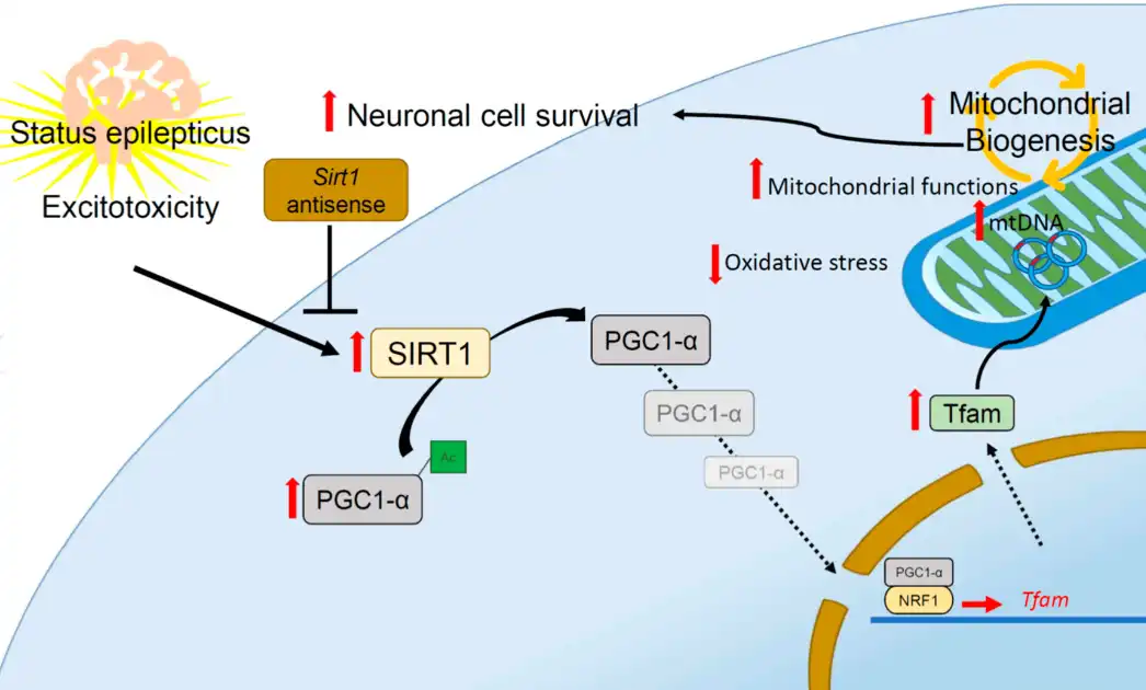 Urolithin B Urolithin B