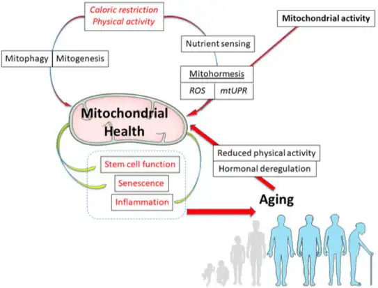 Urolithin B Urolithin B