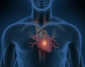 Pueraria Root Extract Pueraria Root Extract