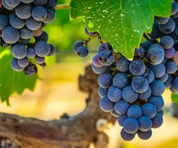 Red Wine Extract Powder Red Wine Extract Powder