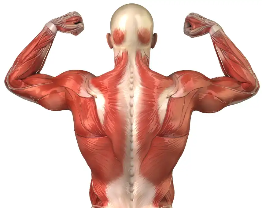 Phenprobamate Phenprobamate