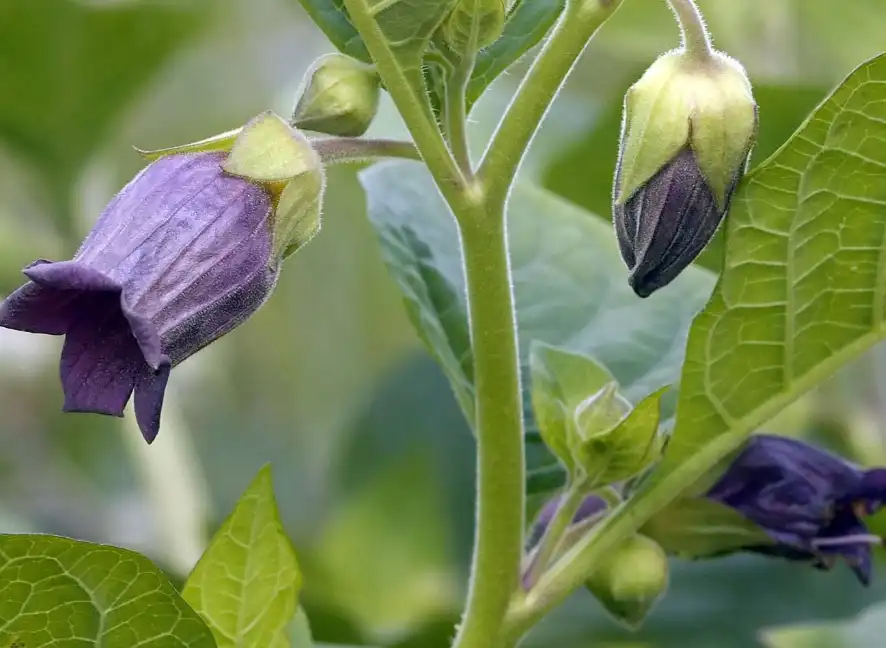 Atropa Belladonna Extract Atropa Belladonna Extract