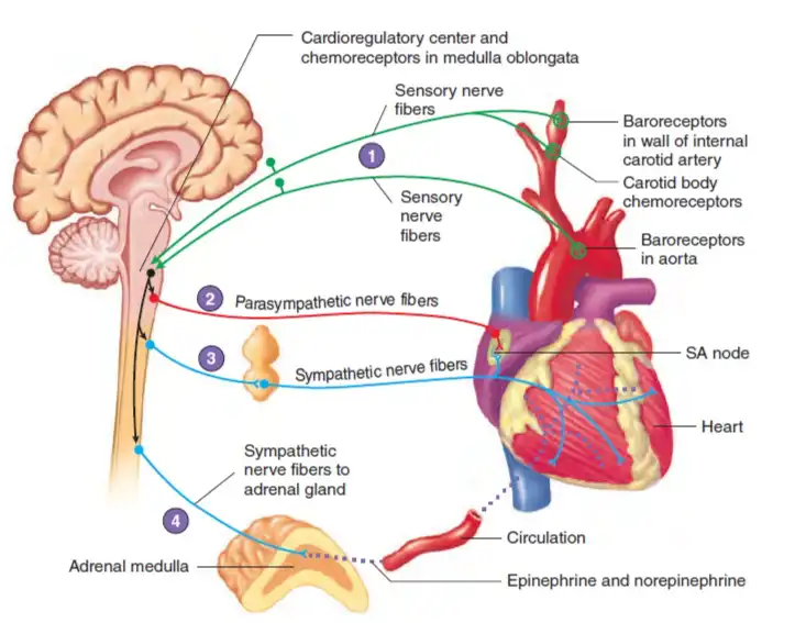 Atropa Belladonna Extract Atropa Belladonna Extract