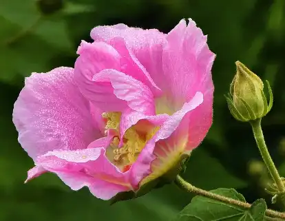 Hibiscus Extract Powder Hibiscus Extract Powder