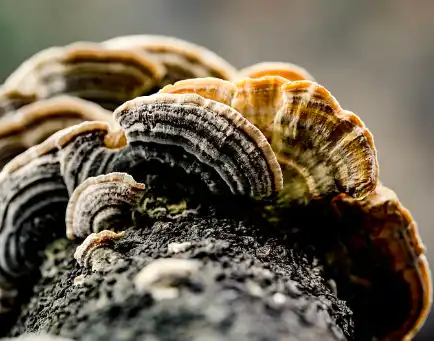 Coriolus Versicolor Extract