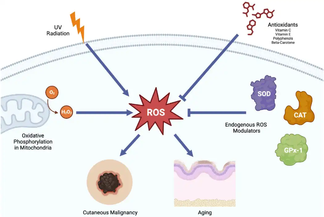 Piceatannol Piceatannol