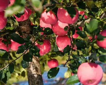 Apple Pectin Apple Pectin