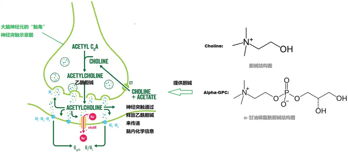 Choline Glycerophosphate Choline Glycerophosphate