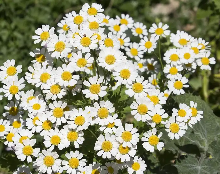 Pyrethrum Extract Pyrethrum Extract