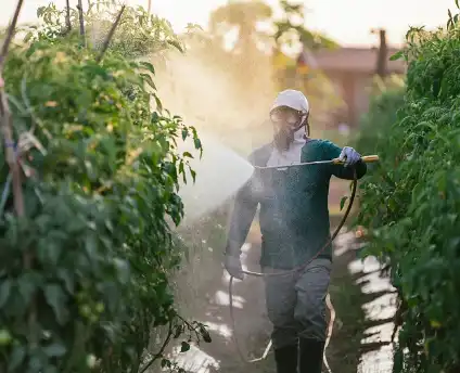 Pyrethrum Extract Pyrethrum Extract