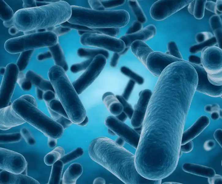 Pure Lactobacillus Acidophilus Pure Lactobacillus Acidophilus