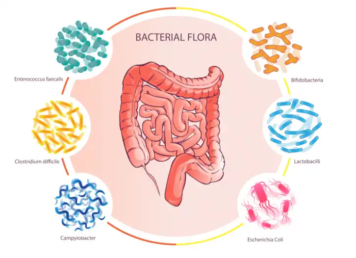 Lactobacillus Acidophilus Powder