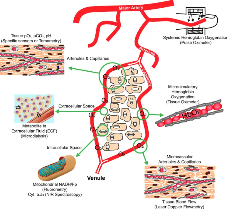 Danshen Root Extract Danshen Root Extract