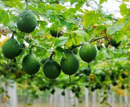 Trichosanthes Fruit Extract