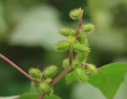 Cocklebur Fruit Extract Cocklebur Fruit Extract
