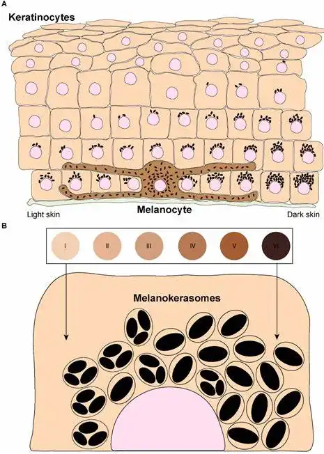 Pure Hydroquinone Powder Pure Hydroquinone Powder