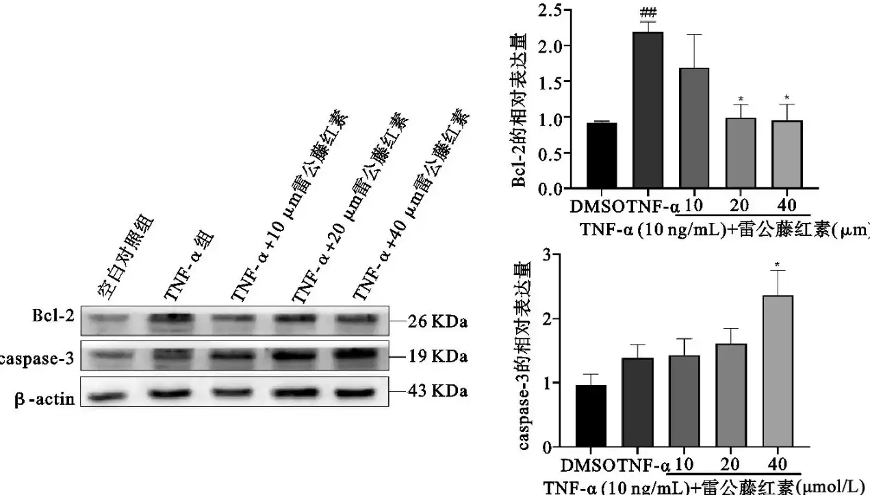 Celastrol Powder Celastrol Powder