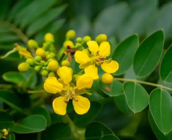 Senna Extract Powder Senna Extract Powder