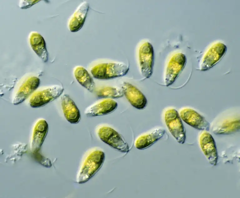 Dunaliella Salina powder Dunaliella Salina powder