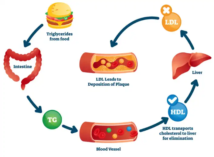 Beta-Sitosterol Powder Beta-Sitosterol Powder