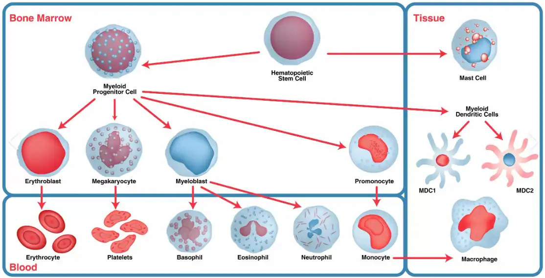 Copper Gluconate Powder Copper Gluconate Powder