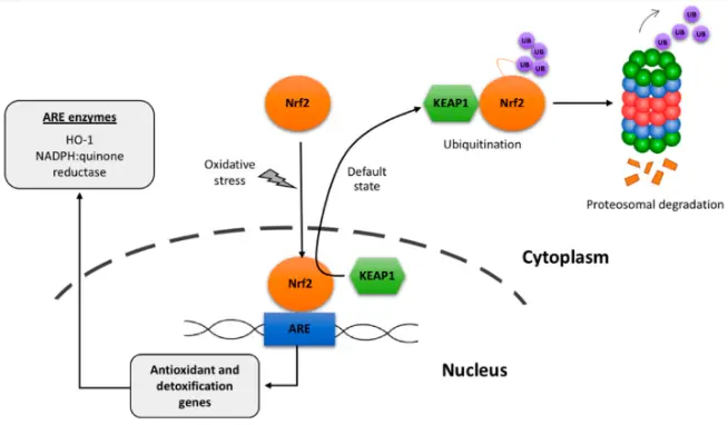 Copper Gluconate Powder Copper Gluconate Powder