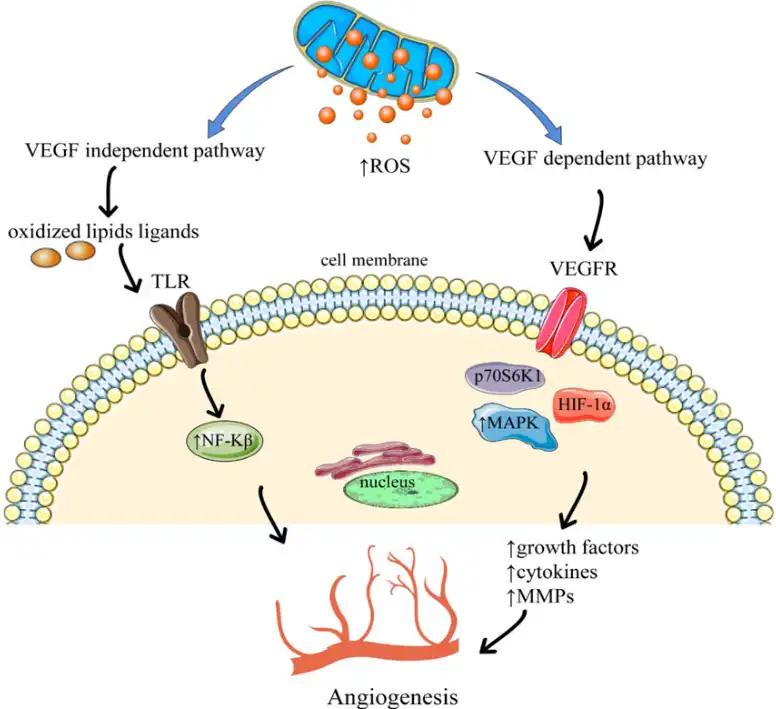 Purple cabbage powder Purple cabbage powder