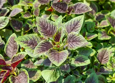 Amaranth Powder Amaranth Powder