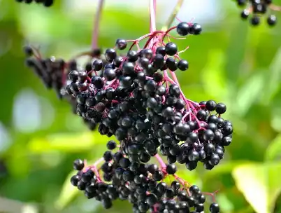 Elderberry Anthocyanins Elderberry Anthocyanins