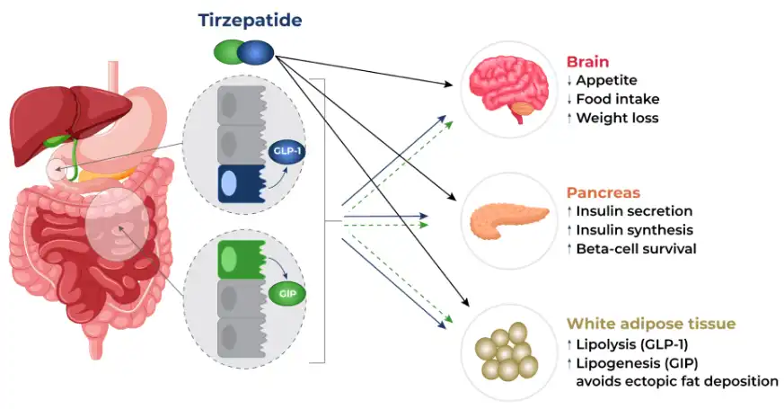 Tirzepatide powder 