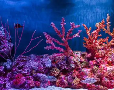 Best Coral Calcium Powder Best Coral Calcium Powder