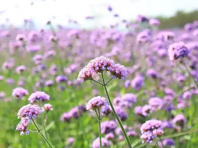 Verbena Extract Verbena Extract