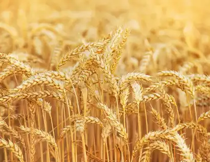 Wheat Peptides  Wheat Peptides