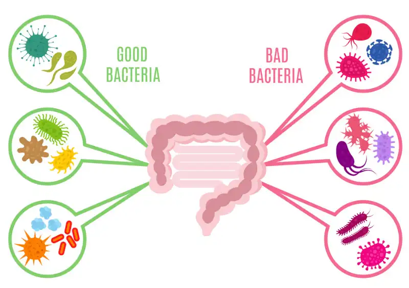 Transglutaminase Powder Transglutaminase Powder