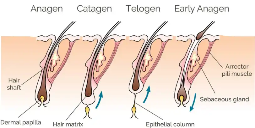 Vitamin B12 Vitamin B12