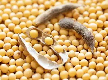 Soybean Dietary Fiber Powder Probiotics Soybean Dietary Fiber Powder Probiotics