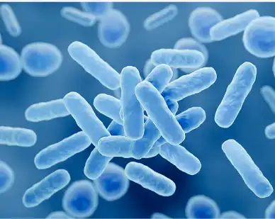 Soybean Dietary Fiber Powder Probiotics Soybean Dietary Fiber Powder Probiotics