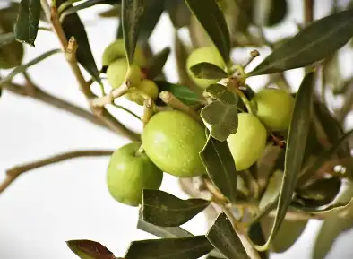 Olivanic Acid Olivanic Acid