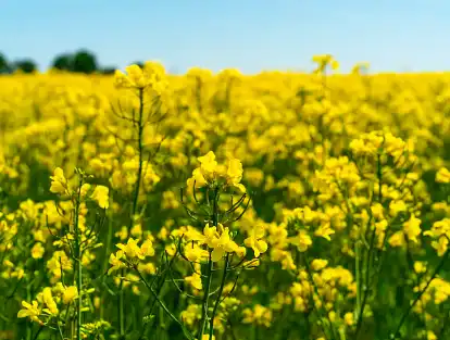 Canola Oil Powder Canola Oil Powder