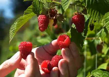 Raspberry Ketone Glucoside