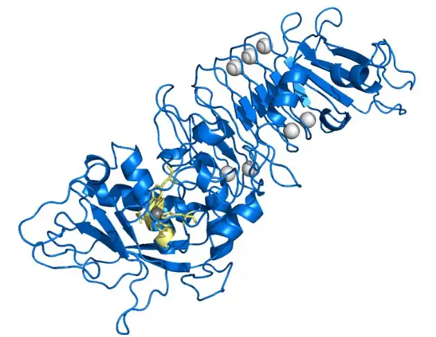 Neutral Protease Neutral Protease