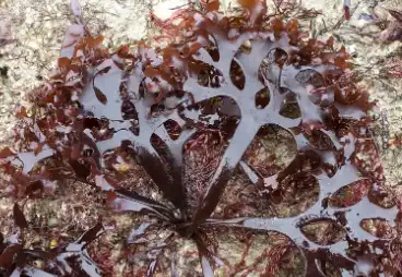 Chondrus Crispus Extract Chondrus Crispus Extract