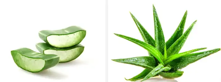 Freeze Dried Aloe Vera Powder Freeze Dried Aloe Vera Powder