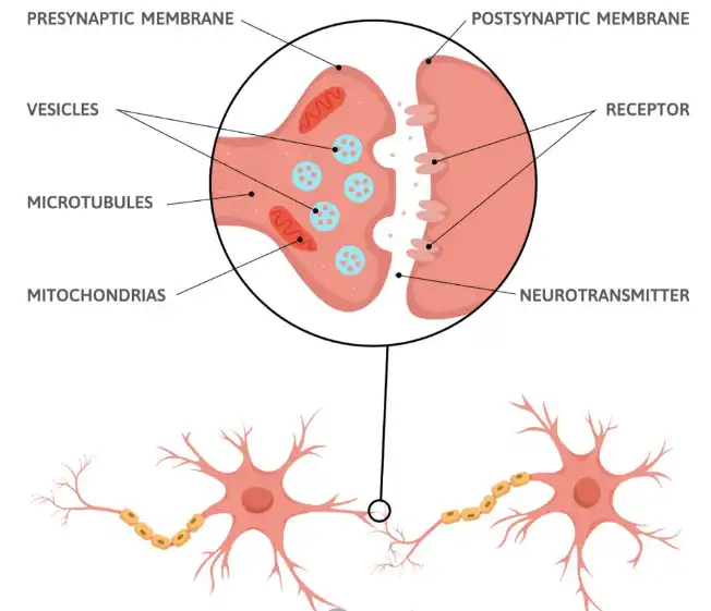 Acetyl Hexapeptide-38 Acetyl Hexapeptide-38