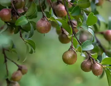 Tea saponin powder Tea saponin powder